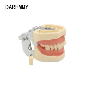 DARHMMY Dantų modelio 28 Dantis modelis guma dantų Mokymo Modelį Standartą, Odontologijos Typodont Modelio Demonstravimas Su Nuimamu