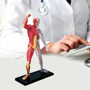 Miniatiūriniai Raumenų Sistemos Modelio Žmogaus Anatomija Raumenų Skeleto Modelis Medicinos Mokymo Priemonė Medicinos Studijų ir Ekrano