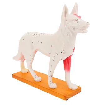 Šuniui Šuniškas Akupunktūra Modelis Medicinos Anatomijos Mokymo Priemonė Labs Prekes